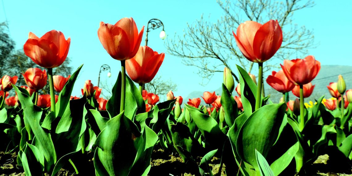 باغ گل لالہ مارچ کی۲۳تاریخ سے سیاحوں کیلئے کھولا جائے گا‘تیاریاںعروج پر