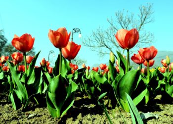 باغ گل لالہ مارچ کی۲۳تاریخ سے سیاحوں کیلئے کھولا جائے گا‘تیاریاںعروج پر