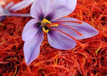 وادی میںزعفران کی پیداوار میں اریکارڑ اضافہ ‘کاشتکار خوش