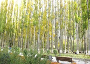 روسی سفیدوں سے نکلنے والی روئی لوگوں کیلئے باعث پریشانی