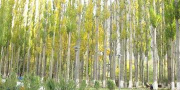 روسی سفیدوں سے نکلنے والی روئی لوگوں کیلئے باعث پریشانی