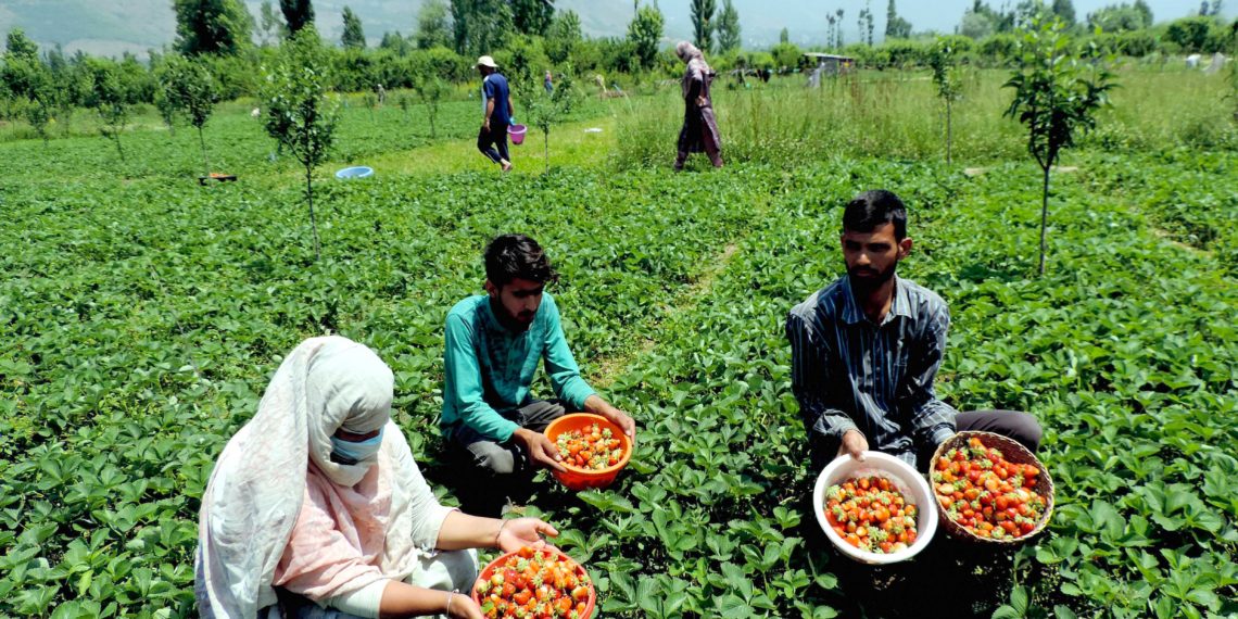 کشمیر: سٹرا بری پھل اتارنے کا سیزن جوبن پر، کاشتکار خوش و مطمئن