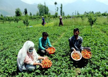 کشمیر: سٹرا بری پھل اتارنے کا سیزن جوبن پر، کاشتکار خوش و مطمئن