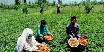 کشمیر: سٹرا بری پھل اتارنے کا سیزن جوبن پر، کاشتکار خوش و مطمئن
