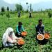 کشمیر: سٹرا بری پھل اتارنے کا سیزن جوبن پر، کاشتکار خوش و مطمئن