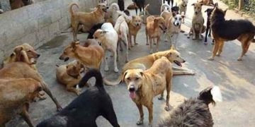 سرینگر میںآوارہ کتوں نے سیاحوں کو بھی اپنی موجودگی کا احساس دلا یا