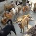 سرینگر میںآوارہ کتوں نے سیاحوں کو بھی اپنی موجودگی کا احساس دلا یا
