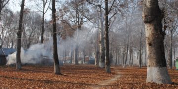 بڈگام میں ایک ہزار سال پرانے چنار کا درخت موجود ہونے کا دعویٰ