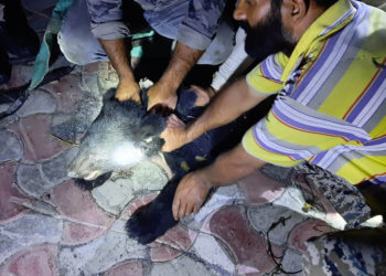 سرینگر میں گھومنے والا ریچھ اور اس کا بچہ پکڑا گیا