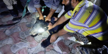 سرینگر میں گھومنے والا ریچھ اور اس کا بچہ پکڑا گیا