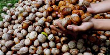 وقت سے پہلے کی گرمی اور پھر بارشوں سے امسال اخروٹ کی پیداوار میں کمی درج