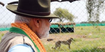 ملک میں چیتوں کو معدوم قرار دے دیا گیا، لیکن بازآبادکاری کی کوئی کوشش نہیں ہوئی: مودی