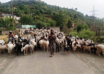 نقل مکانی کرنے والے قبائلی خاندان قومی شاہراہ پر پیدل سفر نہ کریں:ضلع مجسٹریٹ رام بن