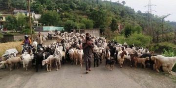نقل مکانی کرنے والے قبائلی خاندان قومی شاہراہ پر پیدل سفر نہ کریں:ضلع مجسٹریٹ رام بن
