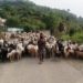 نقل مکانی کرنے والے قبائلی خاندان قومی شاہراہ پر پیدل سفر نہ کریں:ضلع مجسٹریٹ رام بن