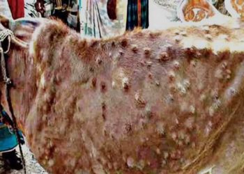 لمپی اسکن: حکومت کی چوپاؤں کی بین اضلاع نقل و حمل پر مکمل پابندی عائد