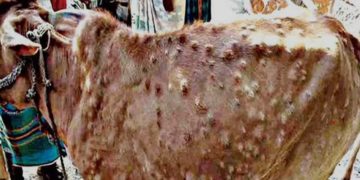 لمپی اسکن: حکومت کی چوپاؤں کی بین اضلاع نقل و حمل پر مکمل پابندی عائد