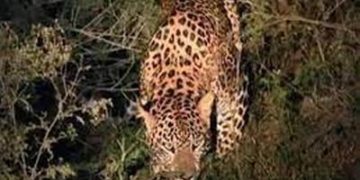 اوڑی میں تیندوا نابالغ لڑکے کو اٹھا کر لے گیا