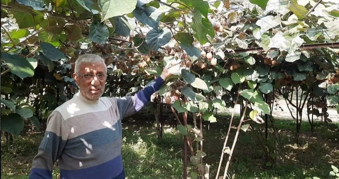 ’کسان اگر وادی میں کیوی اگانا شروع کریں تو اچھا مالی فائدہ حاصل کریں گے‘