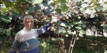 ’کسان اگر وادی میں کیوی اگانا شروع کریں تو اچھا مالی فائدہ حاصل کریں گے‘