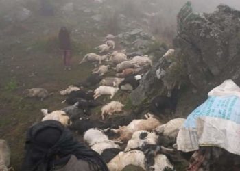 راجوری میں آسمانی بجلی گرنے سے کم از کم 50 مویشی اور دو گھوڑے ہلاک، مقامی شہری زخمی