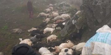 راجوری میں آسمانی بجلی گرنے سے کم از کم 50 مویشی اور دو گھوڑے ہلاک، مقامی شہری زخمی