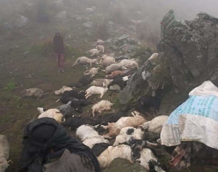 راجوری میں آسمانی بجلی گرنے سے کم از کم 50 مویشی اور دو گھوڑے ہلاک، مقامی شہری زخمی