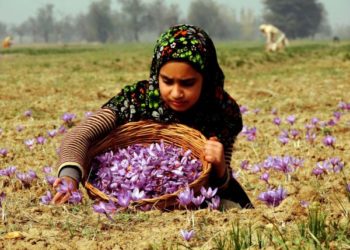 بروقت بارشوں سے امسال وادی میں زعفران کی پیداوار میں ۳۰ فیصد اضافہ