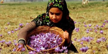 بروقت بارشوں سے امسال وادی میں زعفران کی پیداوار میں ۳۰ فیصد اضافہ