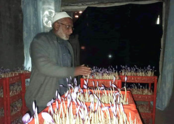 پانپور کے زعفران کاشتکار کا انڈور کاشتکاری کا کامیاب تجربہ