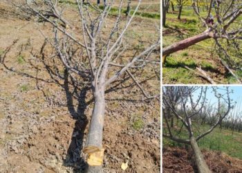 بجبہاڑہ میں نامعلوم افراد نے دو سو سیب کے درختوں کو تہیہ تیغ کیا