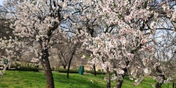 کشمیر میں بادام کے درختوں پر قبل از وقت ہی شگوفے پھوٹنے سے کسان پریشان
