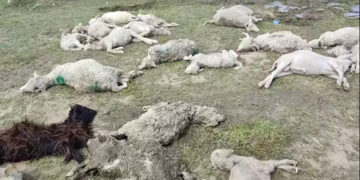 جھیل ولر میںاچانک سیلاب سے۷۰ بھیڑیں ہلاک