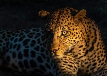 بادام واری، قلعہ ہاری پربت میں تیندوے کی موجودگی سے لوگوں میں خوف وہراس، پولیس نے ایڈوائزری جاری کی