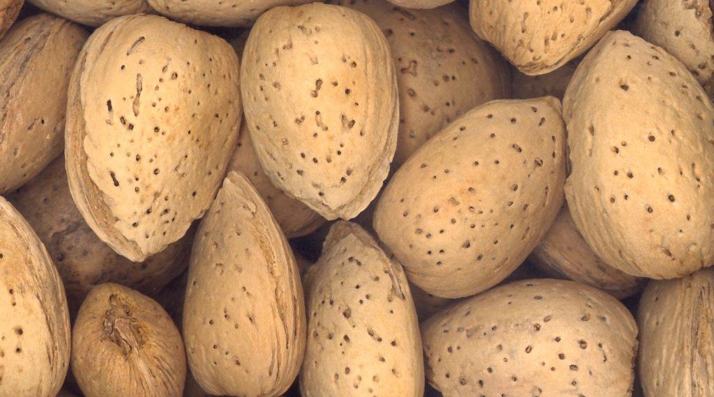 وادی میں امسال نا ساز گار موسمی صورتحال کی وجہ سے بادام کی پیدا وار بھی متاثر ہوئی