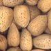 وادی میں امسال نا ساز گار موسمی صورتحال کی وجہ سے بادام کی پیدا وار بھی متاثر ہوئی