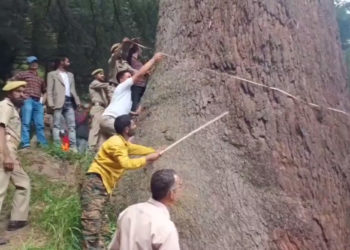 بھلیسہ ڈوڈہ کے جنگلاتی علاقے میں دنیا کا سب سے بڑا اور ممکنہ طور پر پرانا دیودار کا درخت موجود