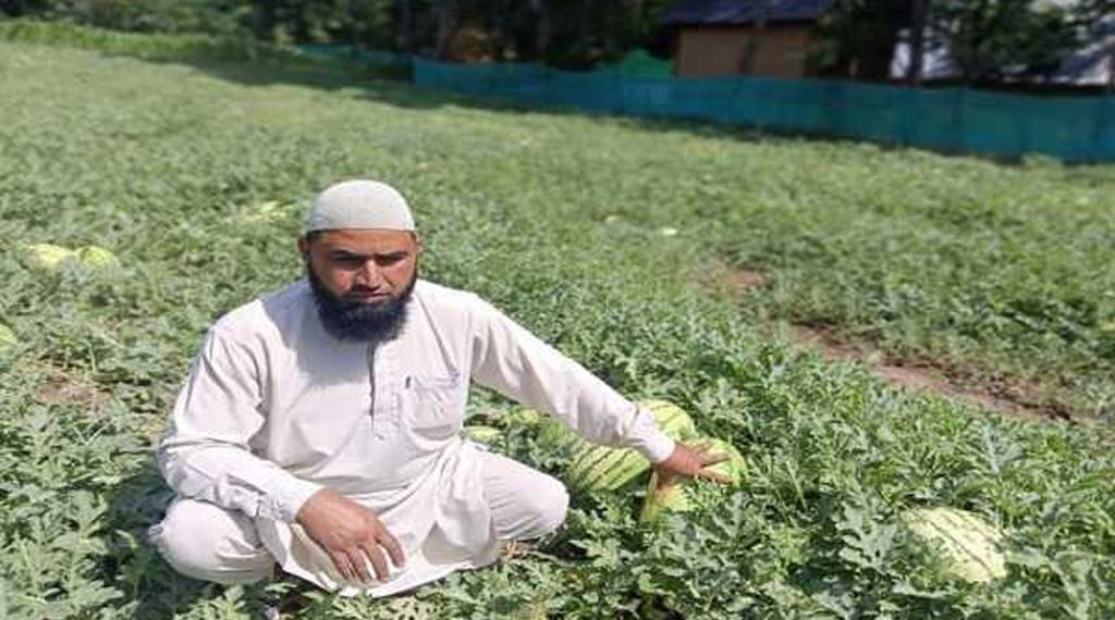 کاشتکار کا ہائی برڈ تربوز تیار کرنے کا خواب ثمر آور ثابت