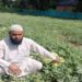 کاشتکار کا ہائی برڈ تربوز تیار کرنے کا خواب ثمر آور ثابت