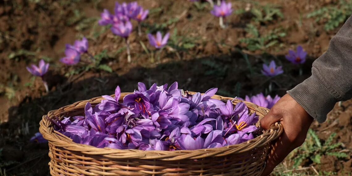 زعفران: گلوبل وارمنگ سے کشمیر کی یہ سنہری فصل خطرے میں