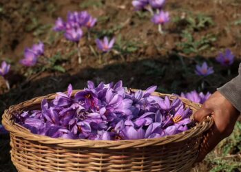زعفران: گلوبل وارمنگ سے کشمیر کی یہ سنہری فصل خطرے میں
