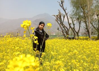 کشمیر میں سرسوں کے لہلہاتے کھیت بھی سیاحوں کیلئے پرکشش ثابت ہوتے جا رہے ہیں