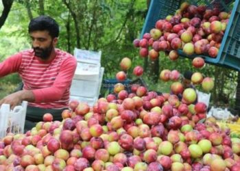 وادی کشمیر میں آلو بخارے کی کاشت جوبن پر، لیکن نرخوں میں گراوٹ سے کسان پریشان