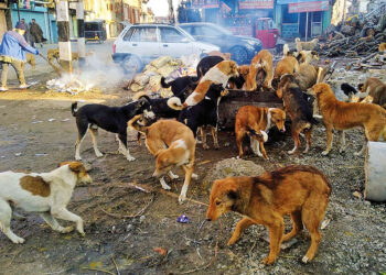 دہلی میں آوارہ کتوں کے بڑھتے حملے :’ سبھی آوارہ کتوں کو رہائشی علاقوں سے دور لے کر چھوڑ دیں‘