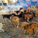 دہلی میں آوارہ کتوں کے بڑھتے حملے :’ سبھی آوارہ کتوں کو رہائشی علاقوں سے دور لے کر چھوڑ دیں‘