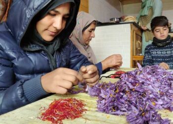 زعفران کی فصل پر زوال کی چھایا، کسان بے بسی کا شکار