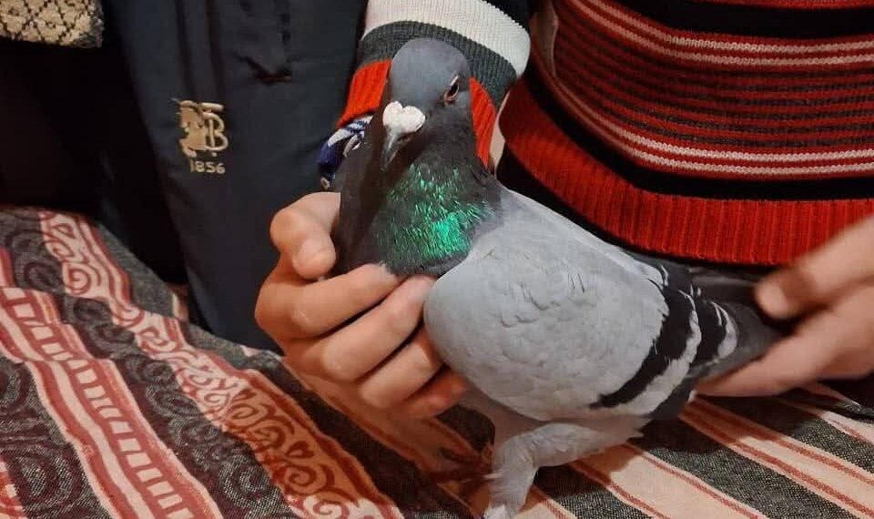 سانبہ میں ڈرون سے گرائے گئے پیکٹ سے گولیاں بر آمد