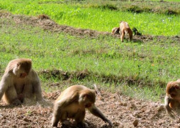 بندروں اور دوسرے آوارہ جانوروں سے باغات اور کھیت متاثر، حکومت نے متبادل کاشت کا مشورہ دے دیا