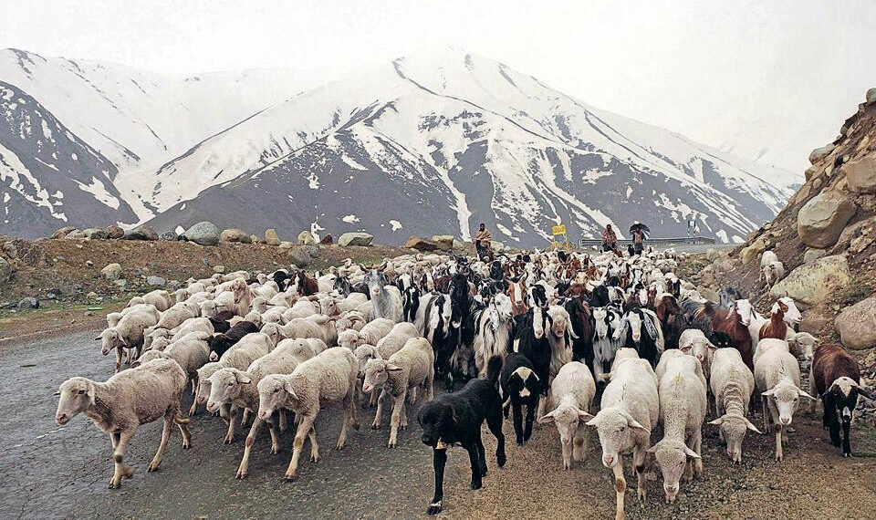 غیر موسمی برفباری نے گجر اور بکروال قبائل کی موسمی نقل مکانی کو مزید دشوار بنا دیا