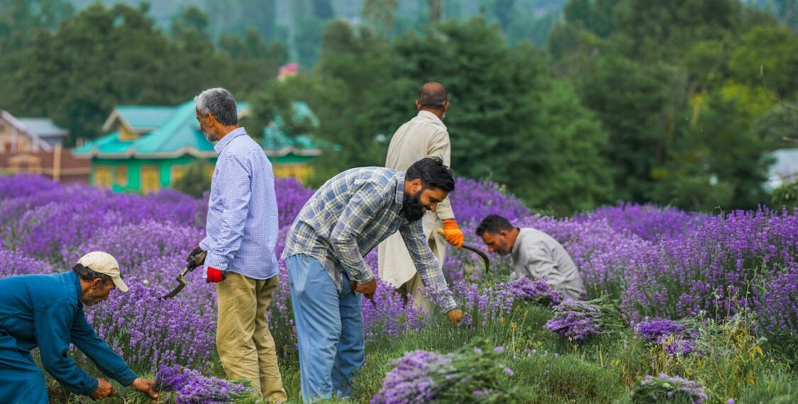 ڈاکٹرجتیندر ۶جون کو بھدرواہ میں لیونڈر فیسٹیول کا افتتاح کریں گے